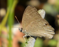 Cissia phronius