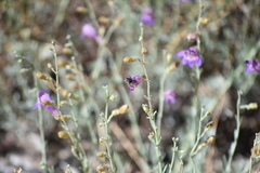 Penstemon californicus