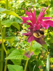 Bombus borealis image