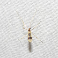 Erioptera venusta