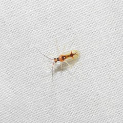 Hyaliodes