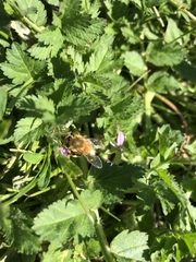Apis mellifera