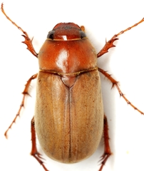 Phyllophaga arcta