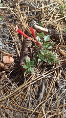 Monardella macrantha