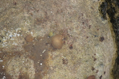 Leptolyngbya crosbyana