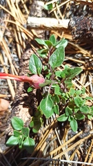 Monardella macrantha