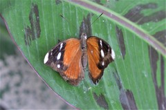 Euriphene