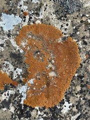 Xanthomendoza trachyphylla
