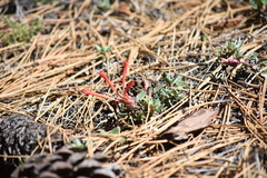 Monardella macrantha