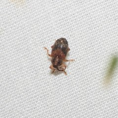Lignyodes fraxini