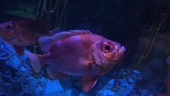 Priacanthidae
