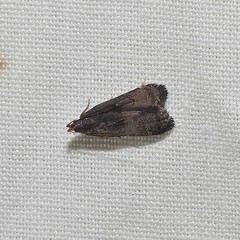 Dichomeris setosella