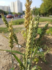Triticum aestivum