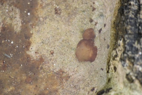 Leptolyngbya observed 2021-07-11