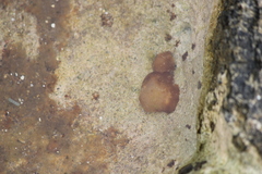 Leptolyngbya crosbyana