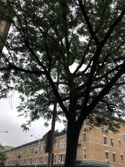 Gleditsia triacanthos