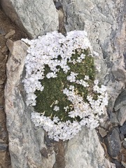 Phlox condensata