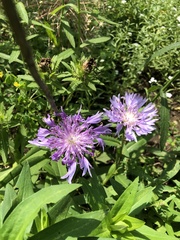 Stokesia