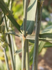 Triticum aestivum