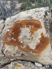 Xanthomendoza trachyphylla