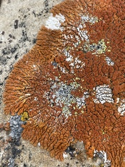 Xanthomendoza trachyphylla