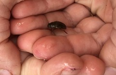 Coleoptera