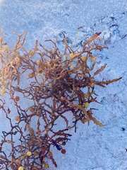 Sargassum natans
