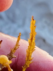 Sargassum natans
