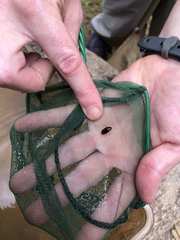 Coleoptera