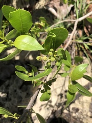 Conocarpus erectus