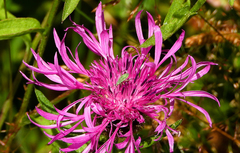 Oncotylus viridiflavus