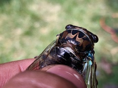 Neotibicen lyricen