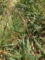 Carex panicea