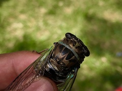 Neotibicen lyricen