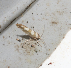 Argyresthia brockeella