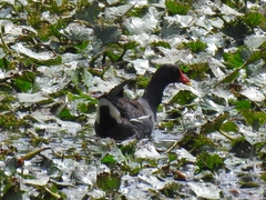Gallinula chloropus