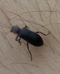 Placopterus thoracicus