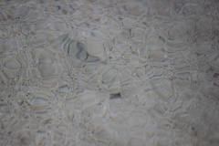 Acanthurus triostegus sandvicensis