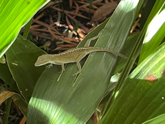 Anolis carolinensis