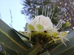 Protea comptonii