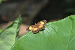 Junonia terea terea