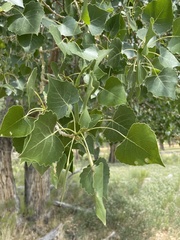 Populus deltoides wislizenii