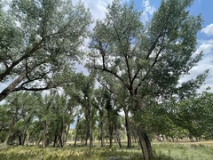 Populus deltoides wislizenii