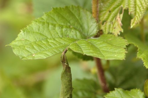 Hazel leaf-roller weevil, photo 5 of 9