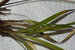 Carex edura