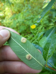 Puccinia smilacis