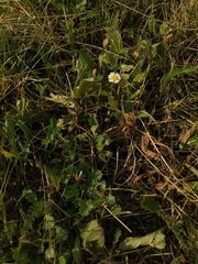 Leucanthemum vulgare