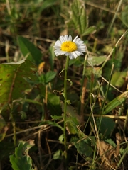Leucanthemum vulgare