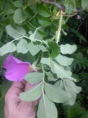 Rosa rugosa