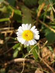 Leucanthemum vulgare